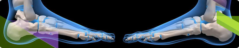 Anatomy of the ankle