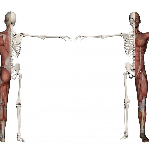 Level 2 Anatomy and Physiology Mock Exam