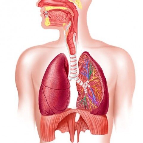 Level 3 Anatomy and Physiology Mock Exam