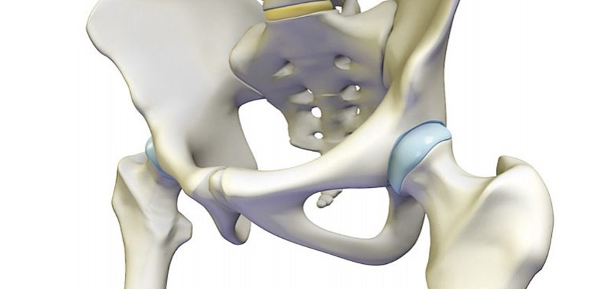 Тазобедренный сустав соединение