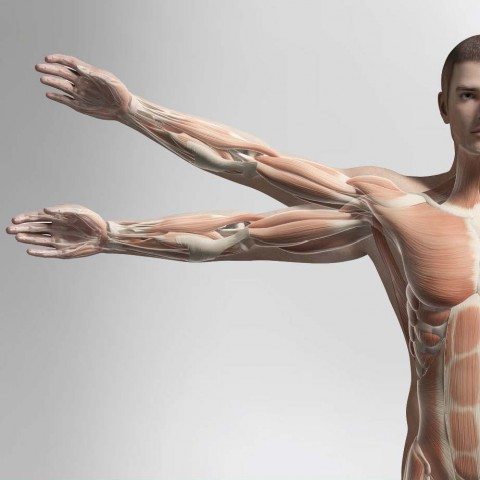 Anatomy for Sports Massage Sample Manual