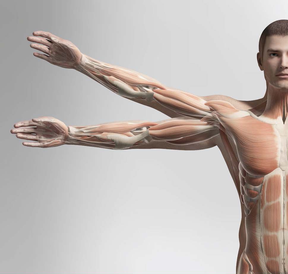 Level 3 Anatomy for Sports Massage - Sample Training Manual