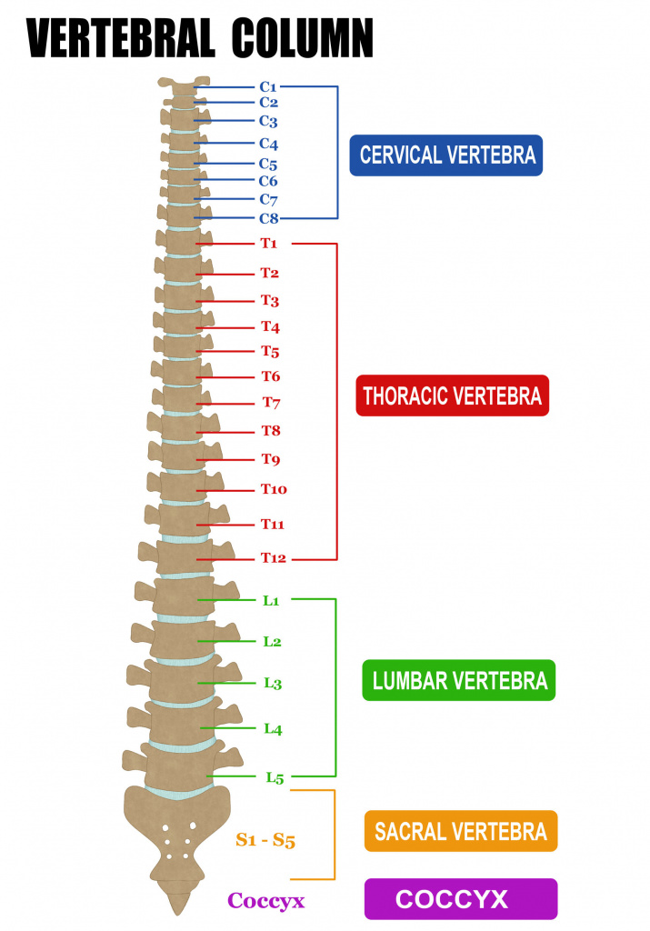 A detailed diagram of the spine and its various regions
