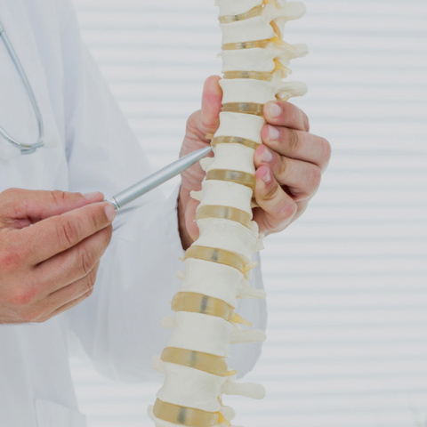 Dr Stuart Porter explores the anatomy of the spine
