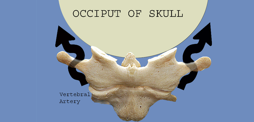 This photo show hows the position of the skull relates to the second cervical vertebra