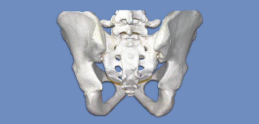 A photograph of the sacrum and pelvis