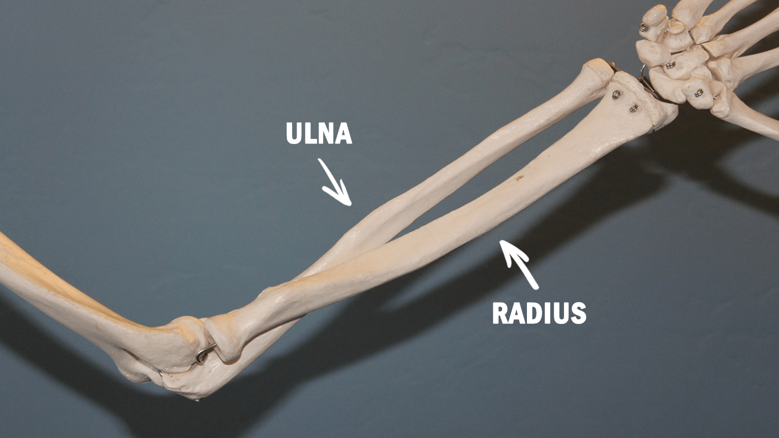 diagram showing bones of the forearm; radius and ulna