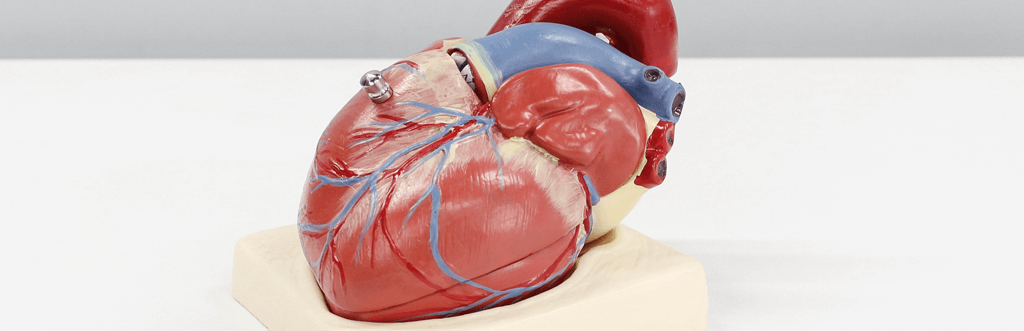 anatomical model of a heart