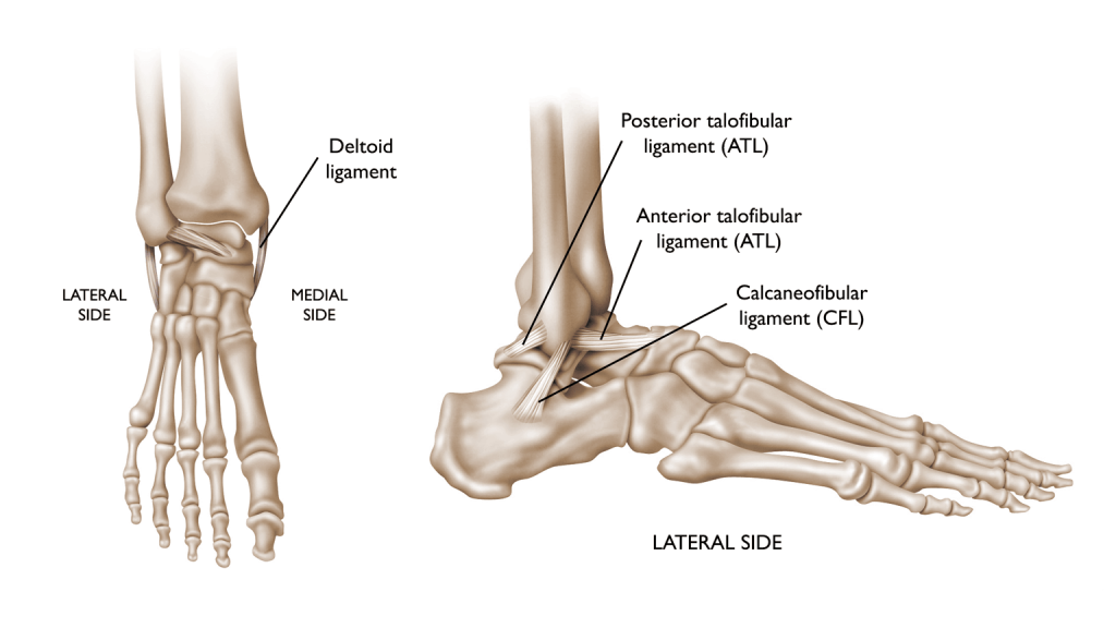 Ankle ligament injuries: causes and treatment Biology Diagrams