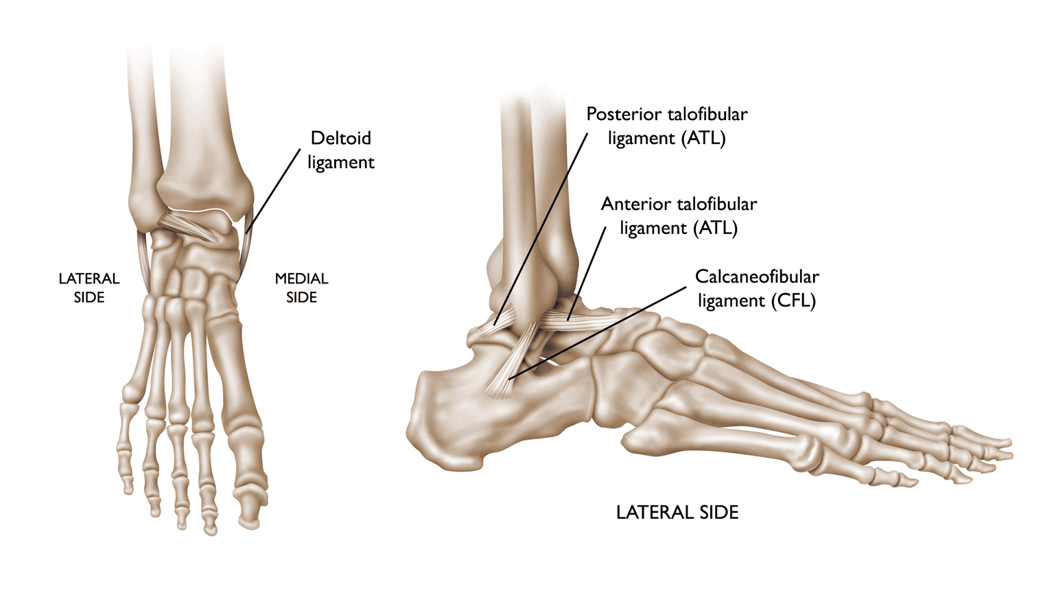 ligaments of the ankle joint