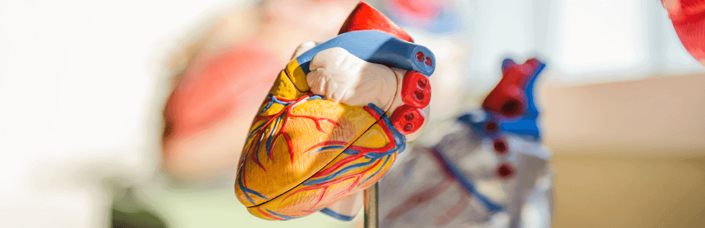 scientific model of heart