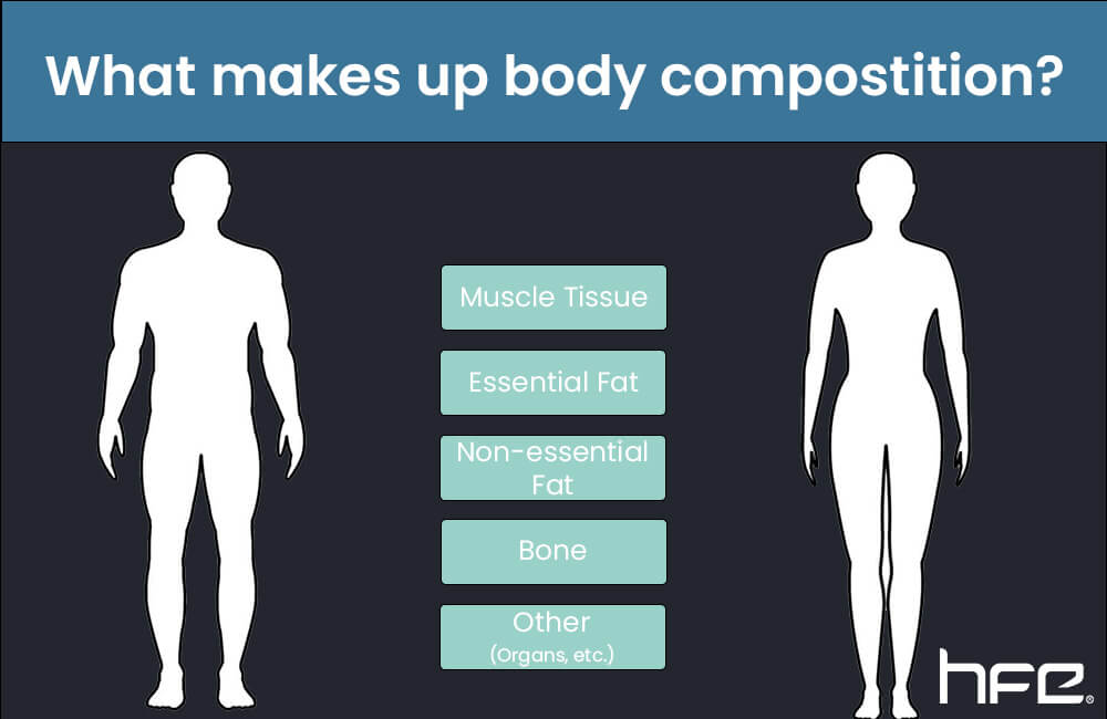 What makes up body comp