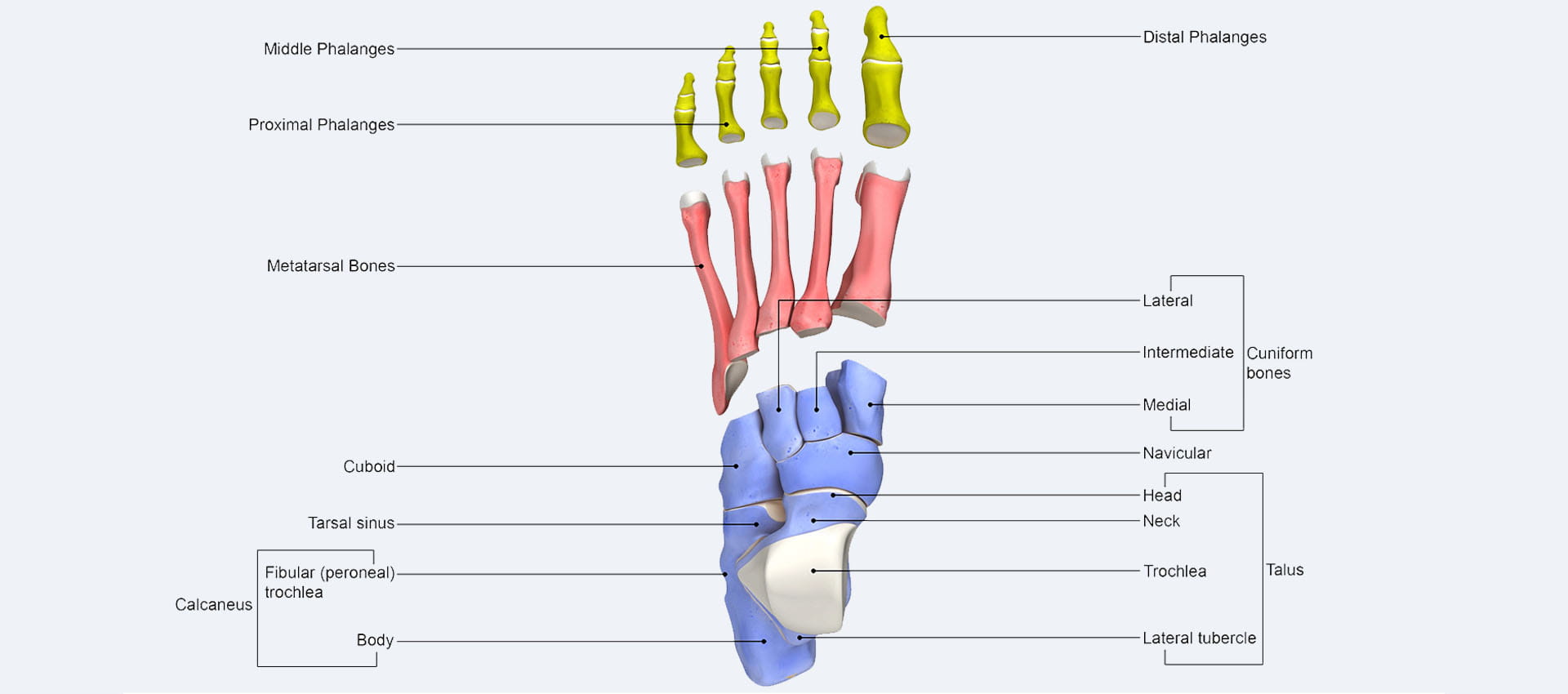 anatomy diagram of the foot