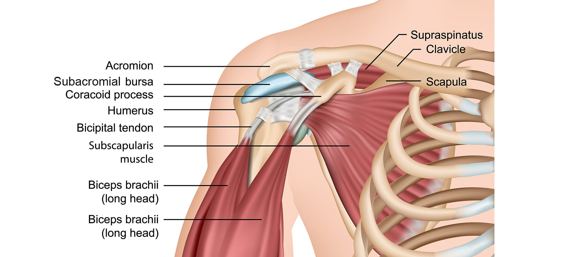 image of the rotator cuff muscle from the front