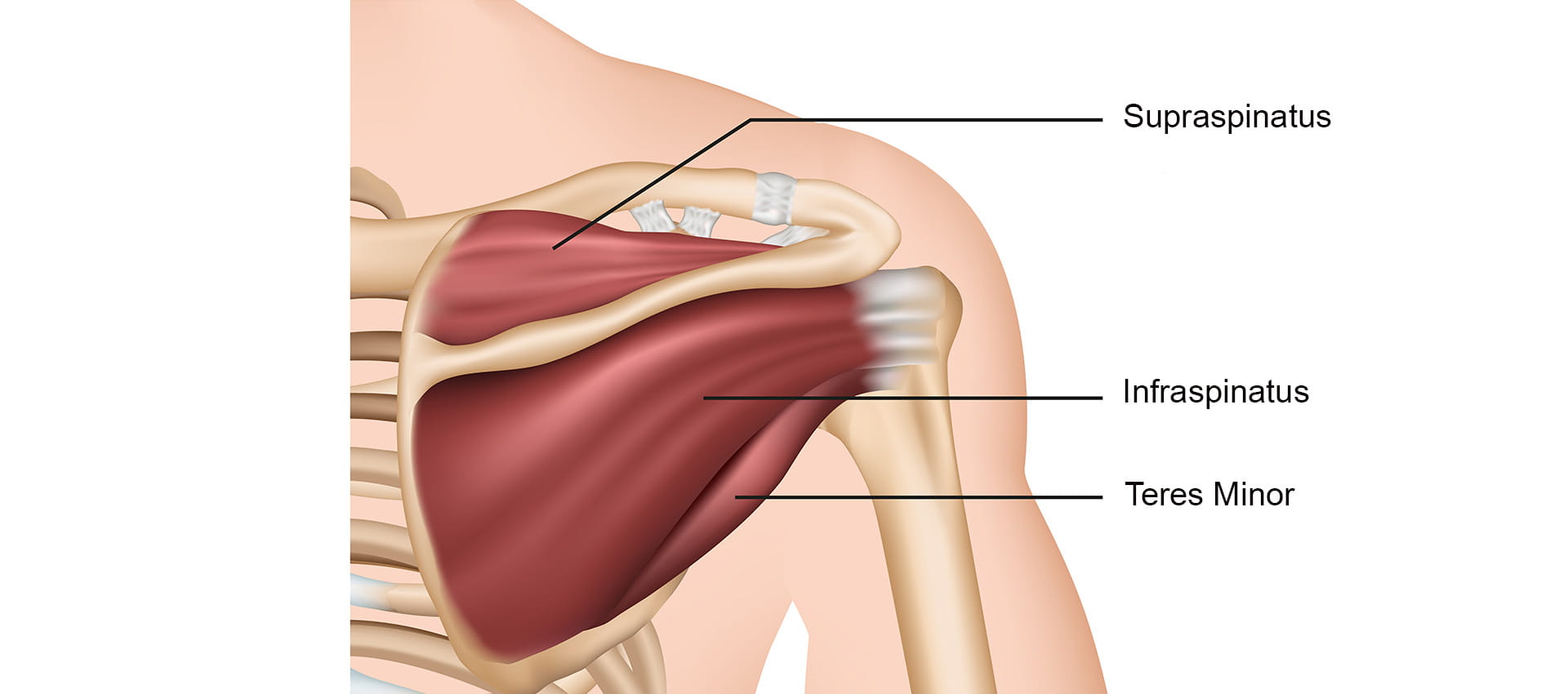 image of rotator cuff muscle from the back