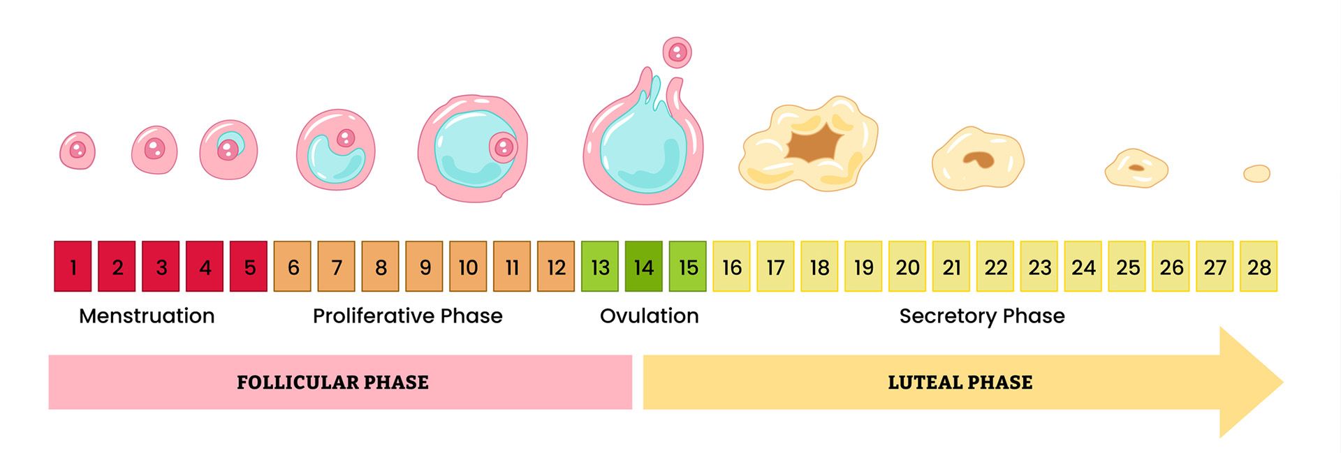 Graphic of different stages of menstrual cycle