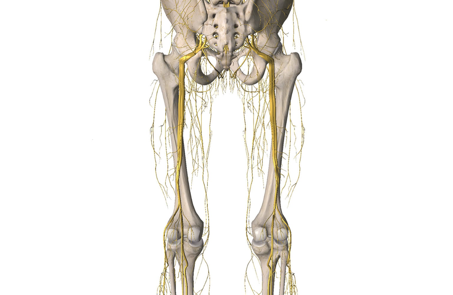 An illustration of the sciatic nerve