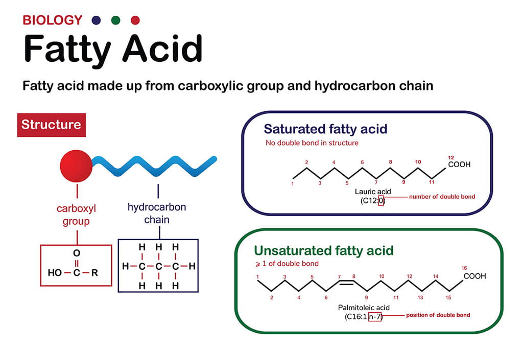 Molecular structure of fatty acids
